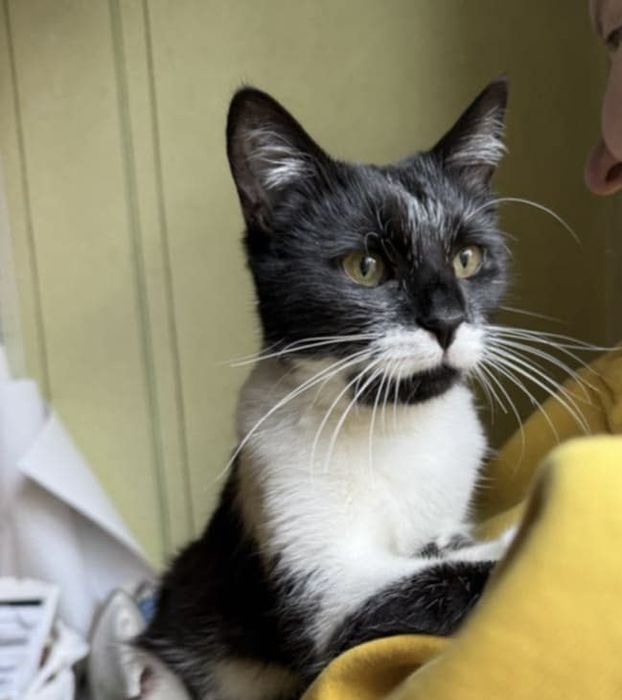 Кошеня, котеня, котенок, котик, киця, кицюня, кітка, кіт