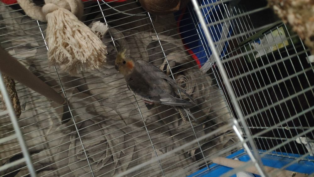 Samiec nimfa – 1 rok, obrączkowany, lata po mieszkaniu sprzedaż zamian