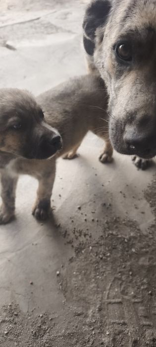 Cachorros para adoção