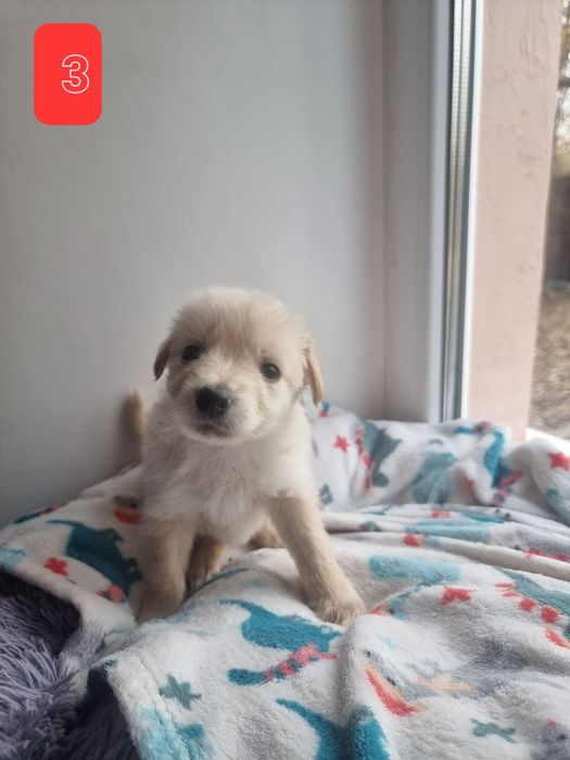 Цуценята в добрі руки