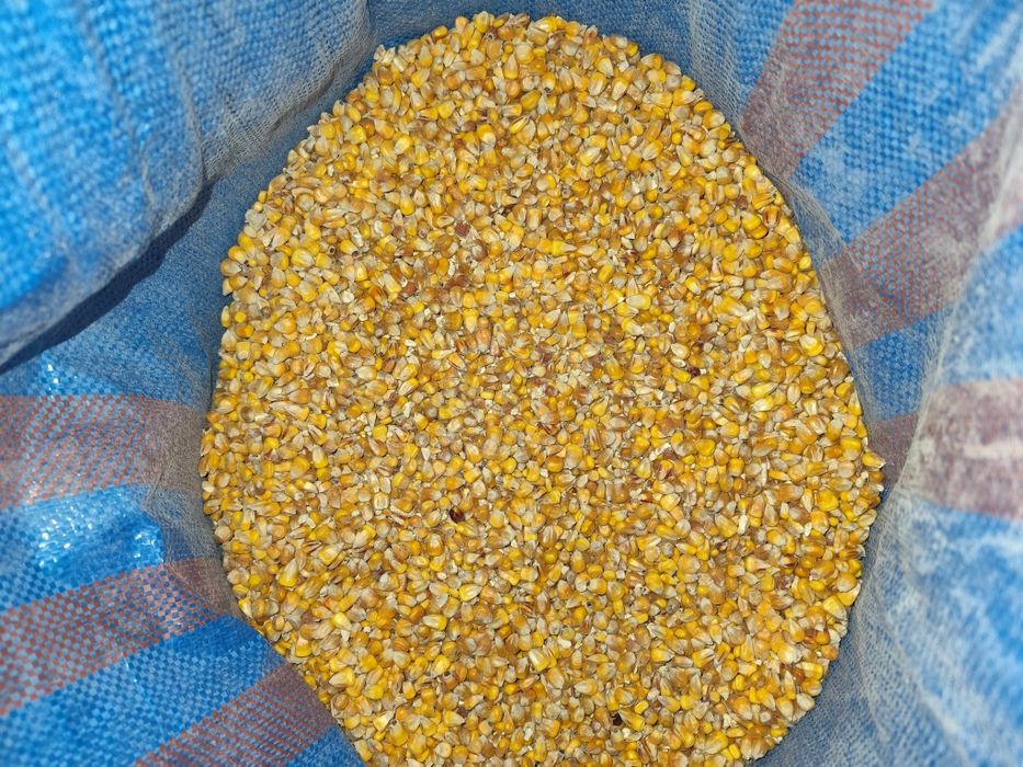 Kukurydza sucha ziarno