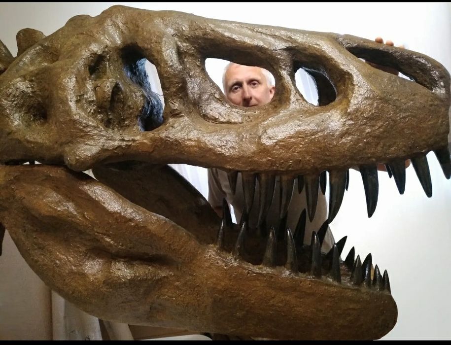 Crânio de T-Rex fóssil de parede