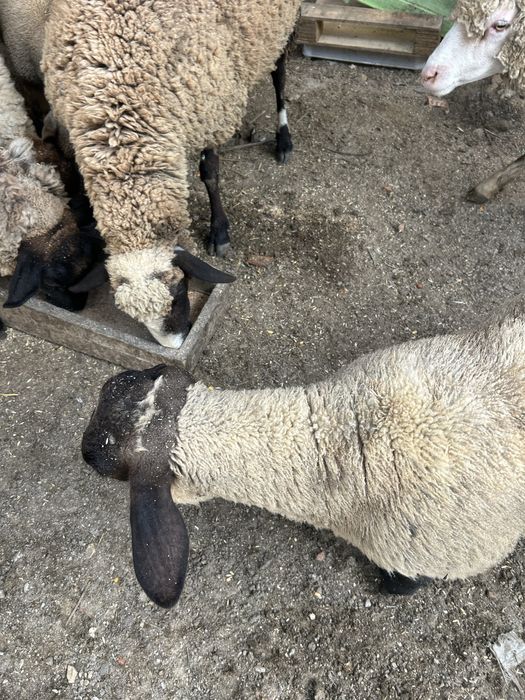 Animais de quinta