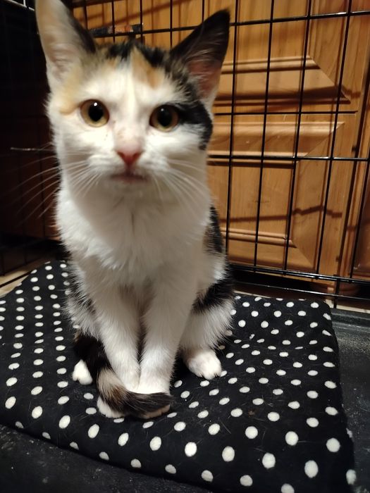 Chce mieć swojego człowieka