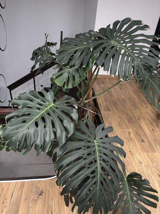 Monsterę deliciosa o wysokości ok. 170 cm