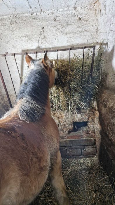 Sprzedam źrebówkę