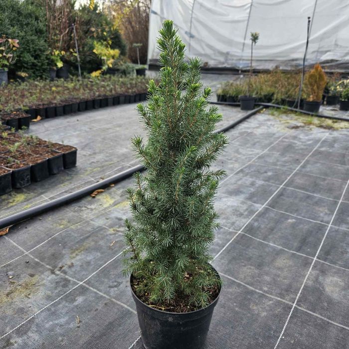 Коніка 40см висота