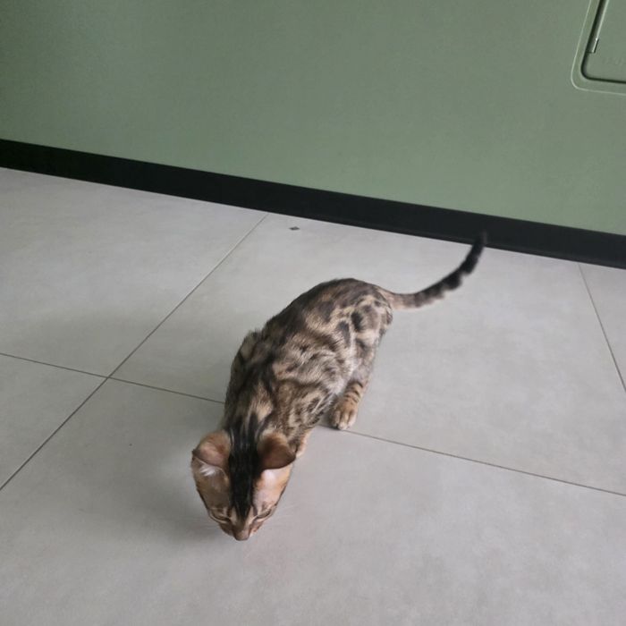 Продам Бенгальких котиків