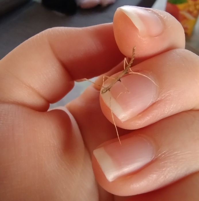 Patyczaki Rogate BLUE (Medauroidea extradentata)