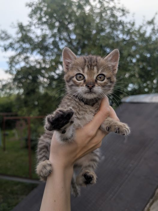 Віддаємо кошеня в хороші руки!