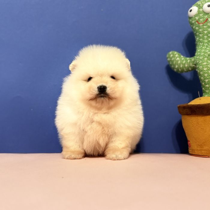 хлопчик шоу классу тип ведмедика