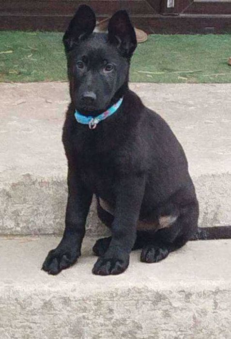 Oddam owczarki niemieckie