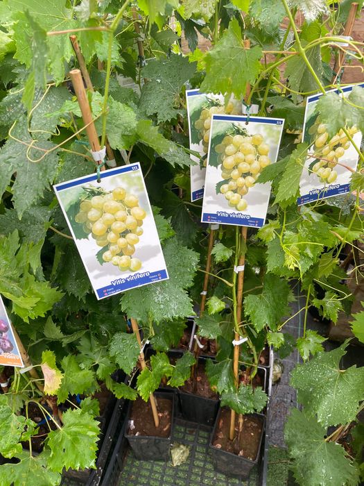 Videiras várias variedades