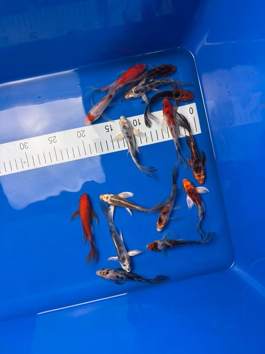 Piękne Karpie koi Butterfly - WYSYŁKA Szczecin