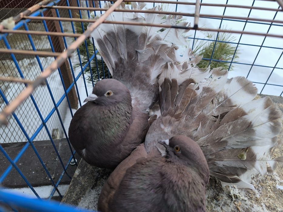 Pawiki na lencie czerwone