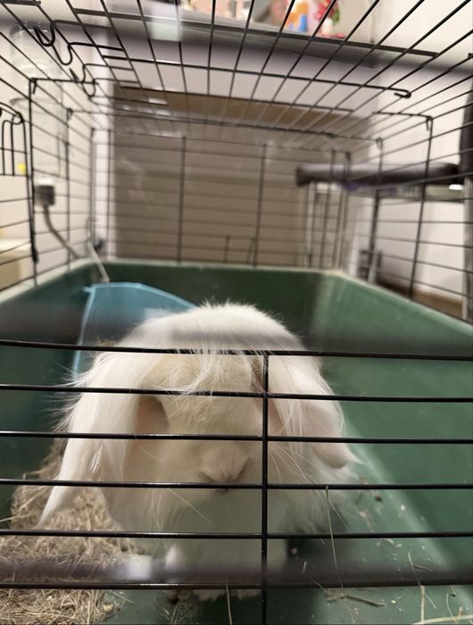 Кролик (хлопчик) без клітки