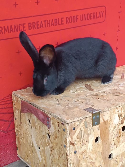 Sprzedam króliki różne