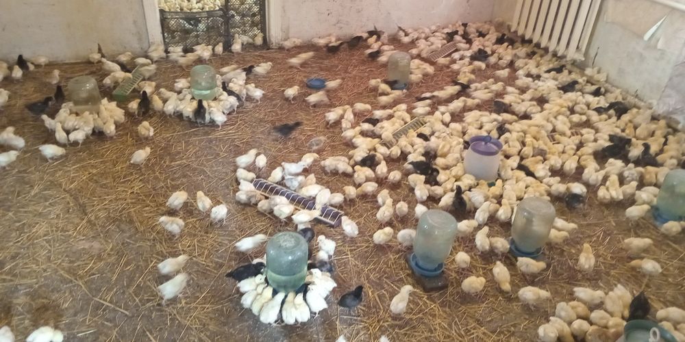 Далматинец геркулес и другие крупные породы