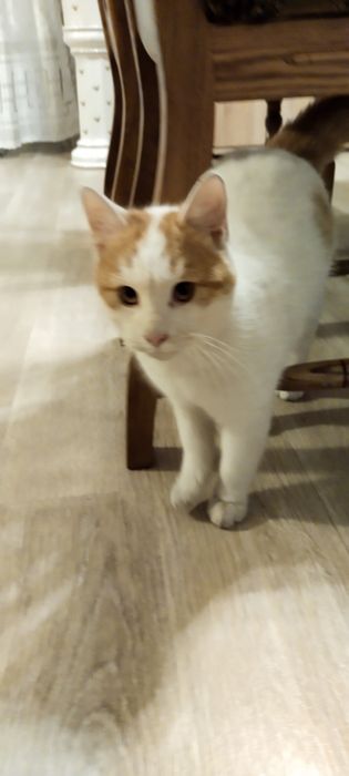 Uroczy Biały Kocurek Szuka Rodziny!