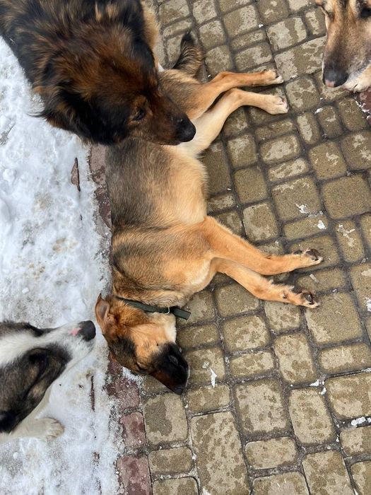 Собачка Єва шукає родину