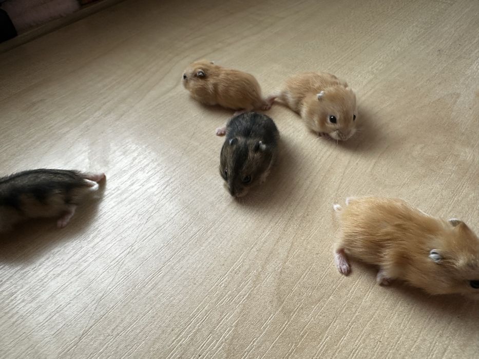 Хомʼяки джунгарські. Джунгарские хомячки.