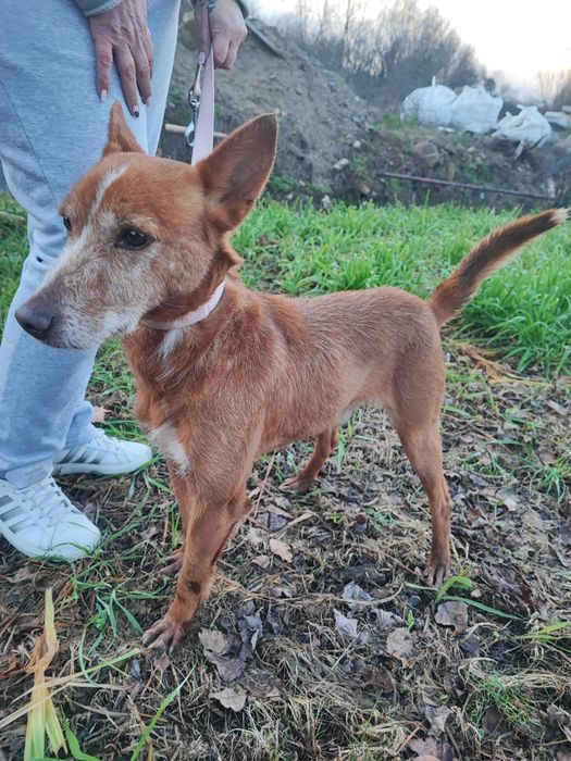 Caozinho com 5 aninhos para adopção