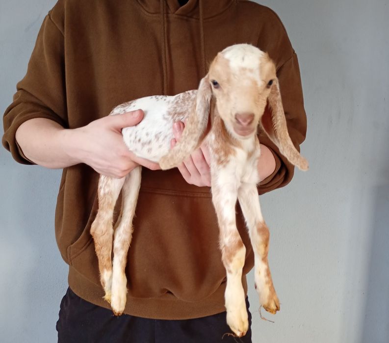 Kózka 100% anglonubijska do odpojenia