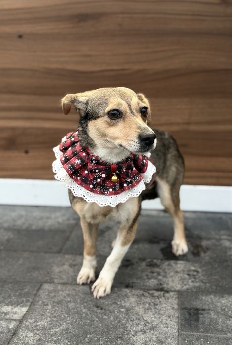 Дівчинка шукає дім (стерилізована) 6 кг