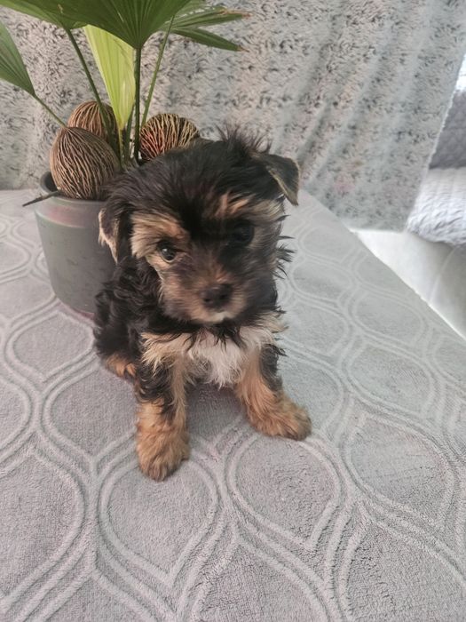 Yorkshire terrier