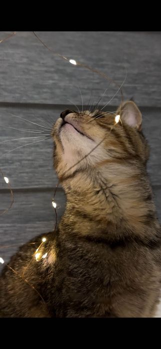 Кішечка 5 місяців ! Безкоштовно в добрі руки !