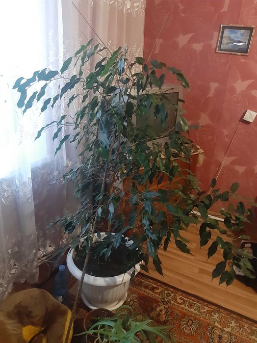 Фікус Бенджаміна