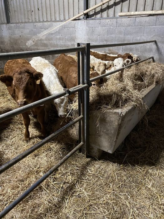 Vitelas cx de Limousines