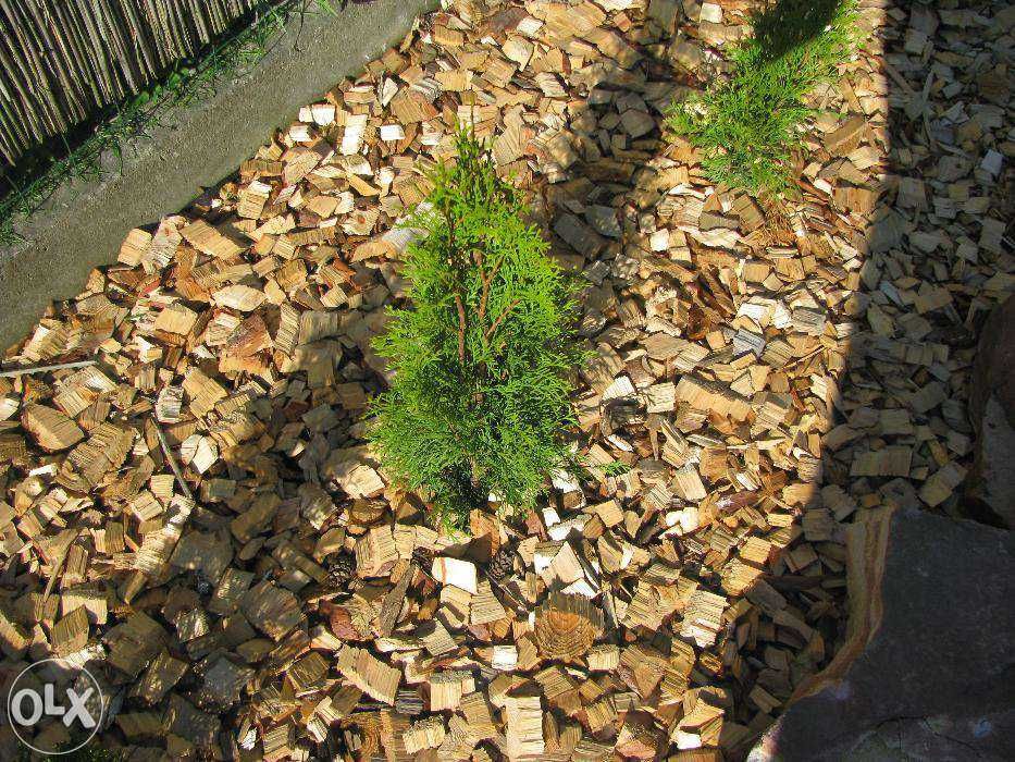 Zrębki drzewne iglaste , liściaste do pieców , kotłów z podajnikiem