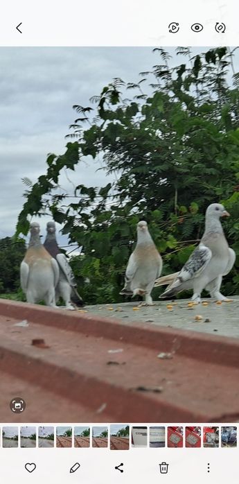 Takla Turecka gołąbki  akrobatyczne