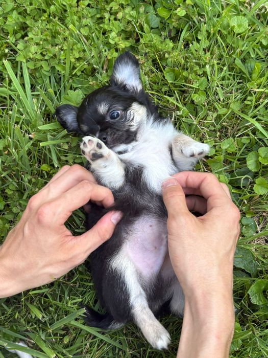 Chihuahua długowłosy piesek