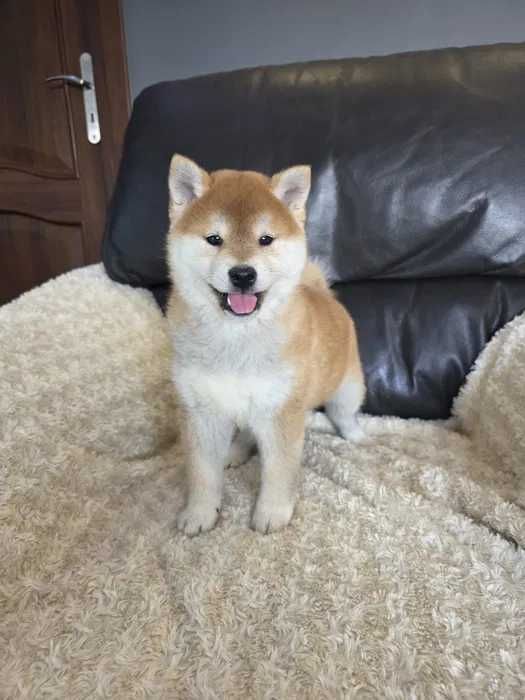 Shiba Inu disponível