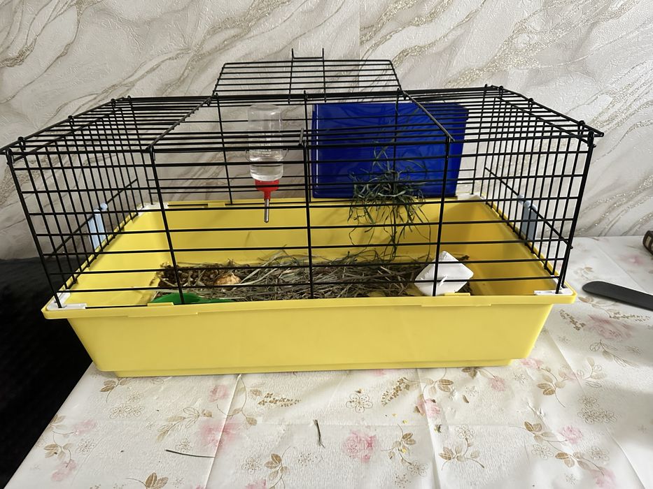 Продам декоративного кроля