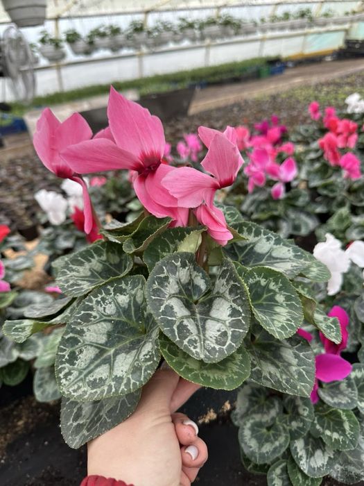 Продам оптом квіти: цикламен,крокус,примула,геоцинт,цинерарія,лютик