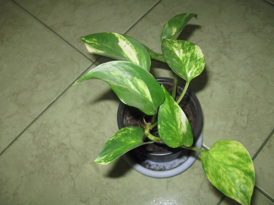 Kwiat Epipremnum Aureum.