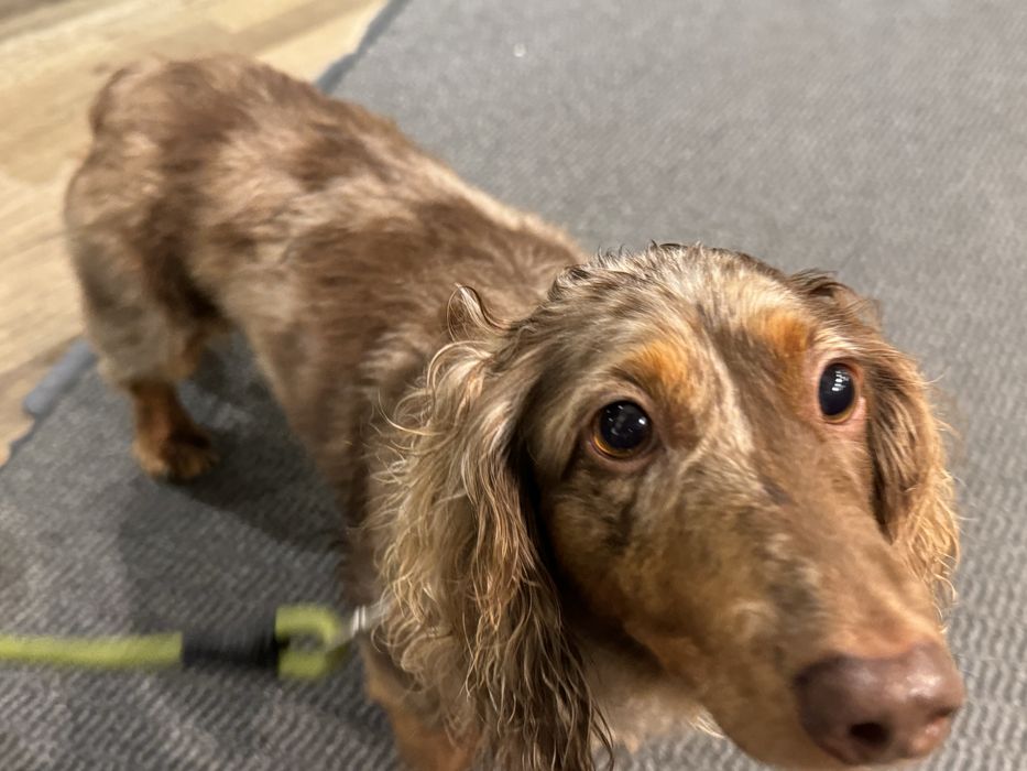 Petsitting e dogwalking438131563954841604