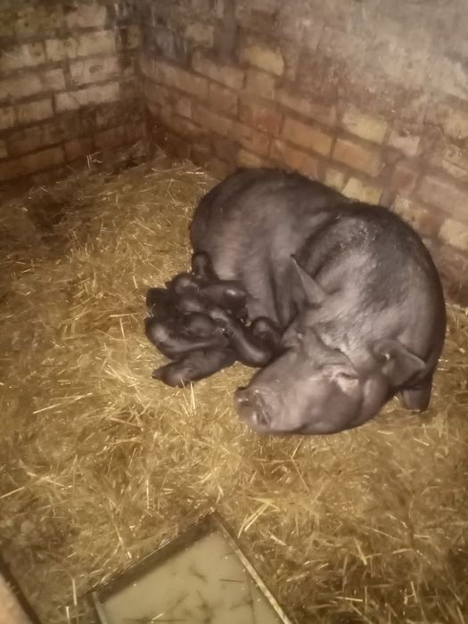 РОЗПРОДАЖ!!! В'єтнамські поросята