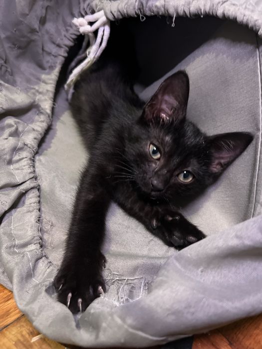 В добрые ручки , чудесный мальчишка