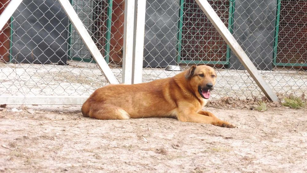 Zdystansowany Jordan szuka troskliwego opiekuna