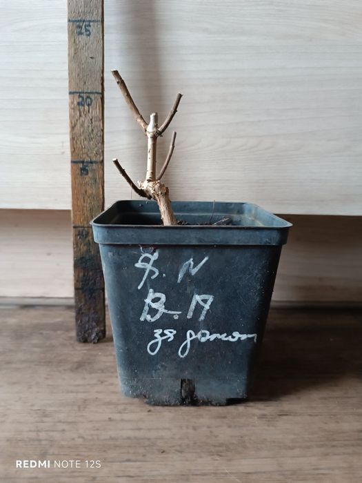 Гортензия метельчатая Цветущая С1. Ванила, Мельба, Медведь