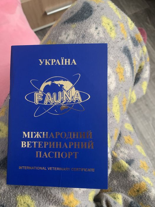 Вязка чистокровного ЧихуаЧуа