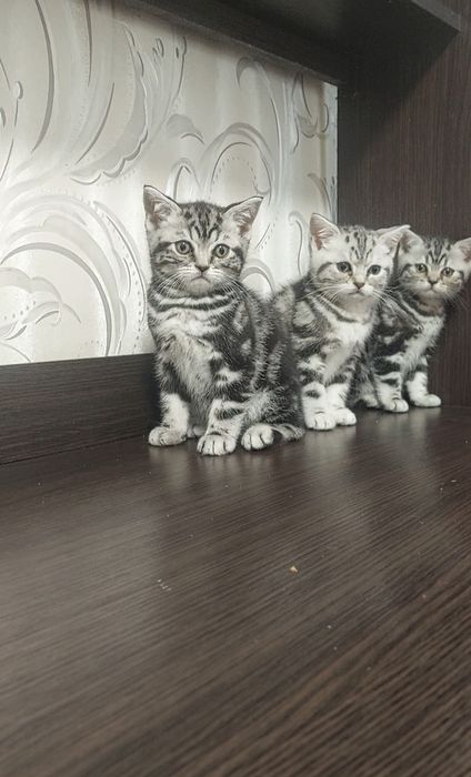 Мармурові кошенята