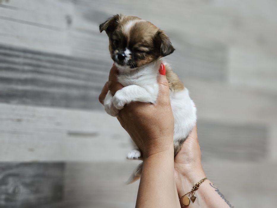 Chihuahua długowłosa dziewczynka LATTE