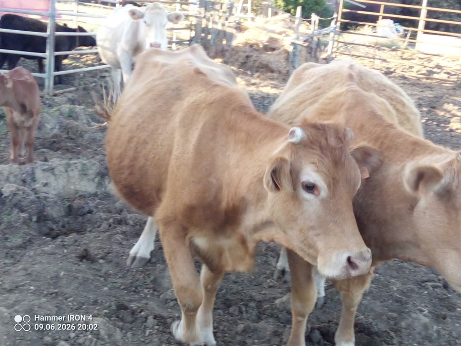 Vacas cheias, Angus, limousine e charolesas