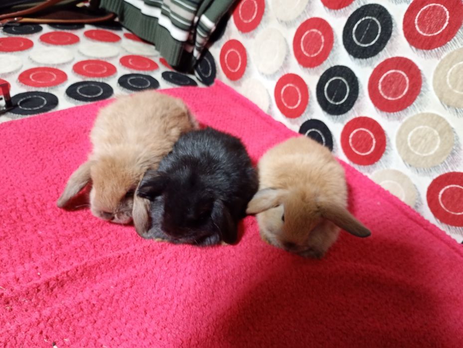 Króliki rasy mini lop