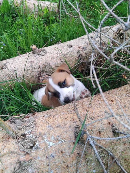 Jack Russel Terier